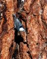 White-breasted Nuthatch